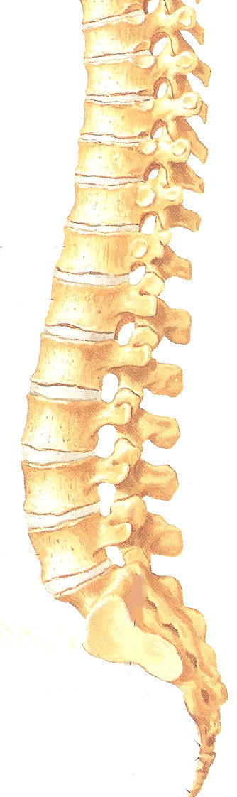 spine